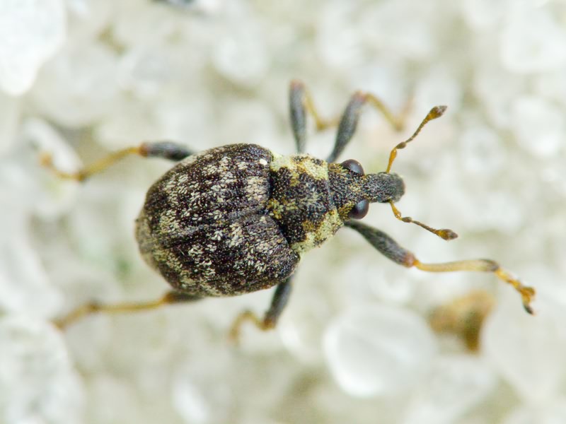 Pelenomus commari (Panzer, 1795)